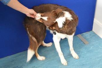 Red owned by Lydia showing a cookie stretch