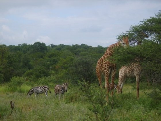 10400727_132823615577_1753394_n