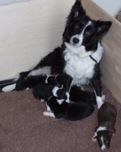 1935692_290922830577_7523051_n