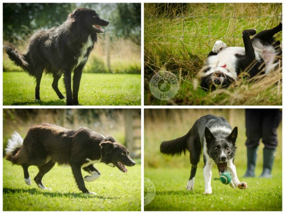 All photographs taken by me at Border Collie Trust - all dogs have now been rehoming :o)