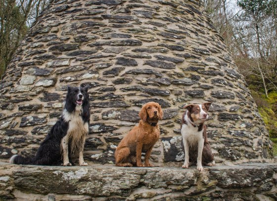Guinness, Freddie & Red