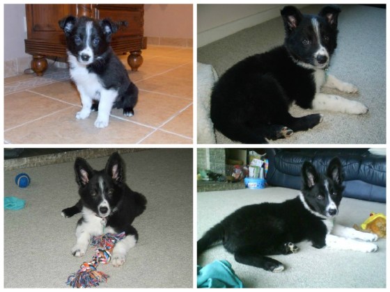 He grew into those ears eventually