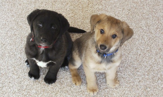 labrador-264991_1280