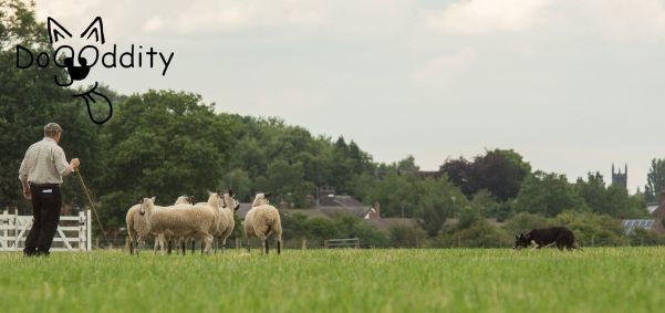 11865277_417176801819614_1686203559881935568_o