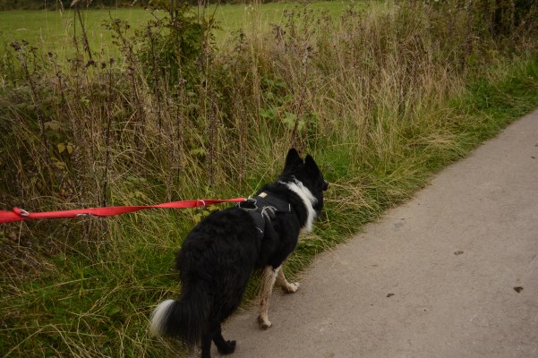 border_collie_on_lead
