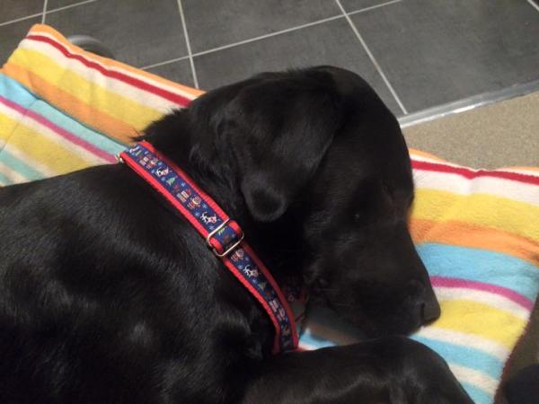 12289713_10208138048787163_7379422892891403335_n