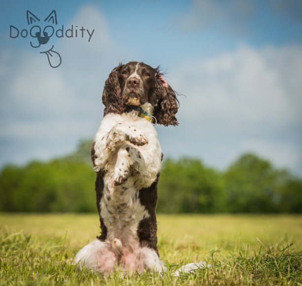 Milo, owned by Katie Burns. Photo Credit: Ruth Turner, DogOddity. 