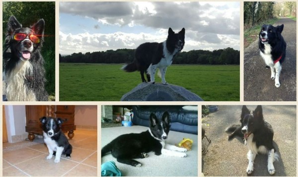 13887028_10157302759365578_5477280153461743459_n