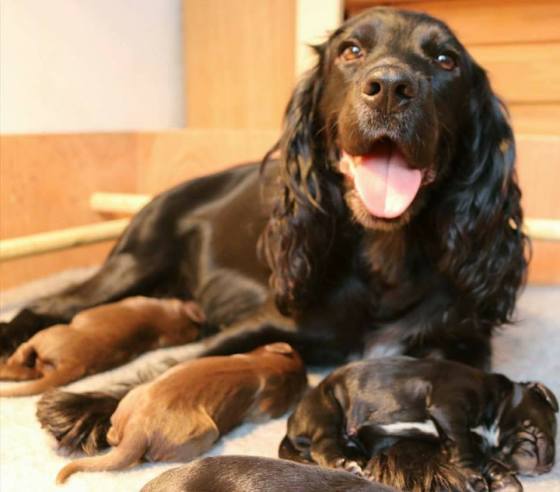 18447558_10158704166775578_4858252662131438003_n