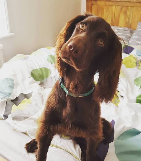 23231108_10159591964615578_4649686423059069262_n