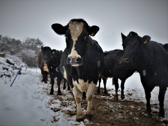 24958711_10159744027575578_5239726130295389677_o