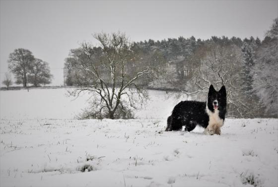 24958750_10159744030635578_7280046875313168096_o