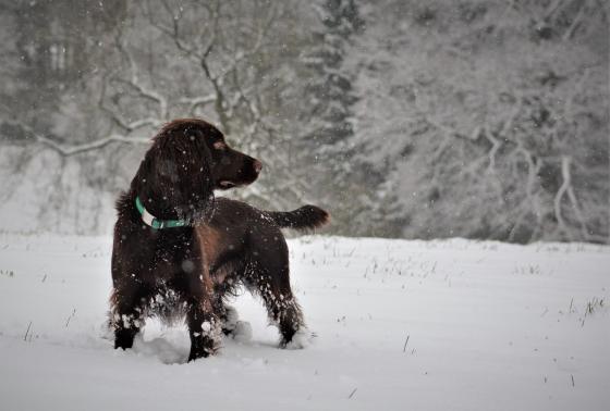 25073427_10159744029870578_1346955104571835588_o