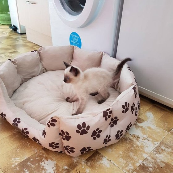 19961457_10159024275325578_8047460772561902931_n