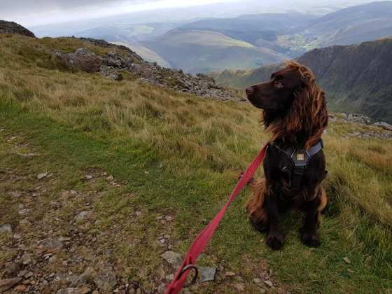 43280688_10161015426240578_5609615596569231360_n